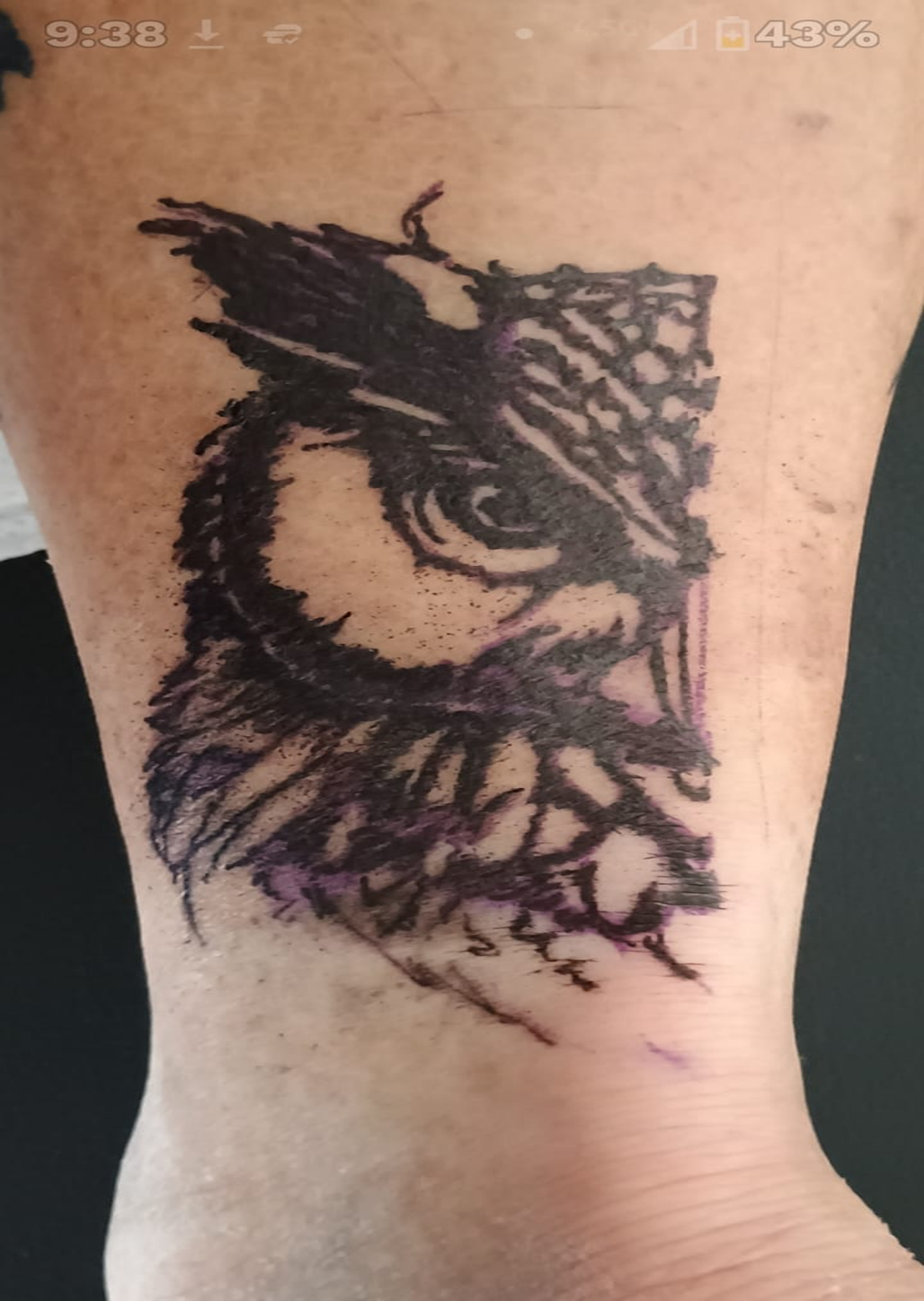 owl 1